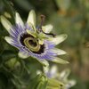 Passiflora - Hybriden