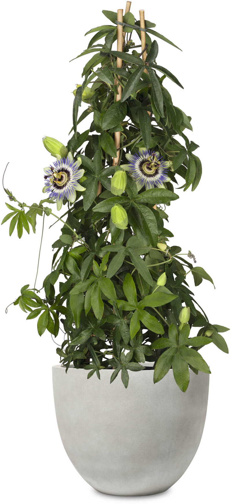 Passiflora - Hybriden