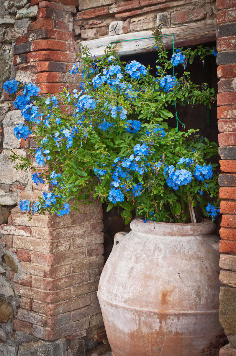 Plumbago auriculata