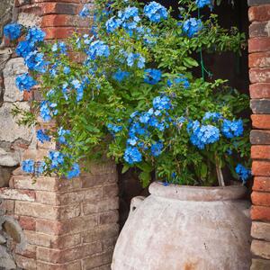 Plumbago auriculata