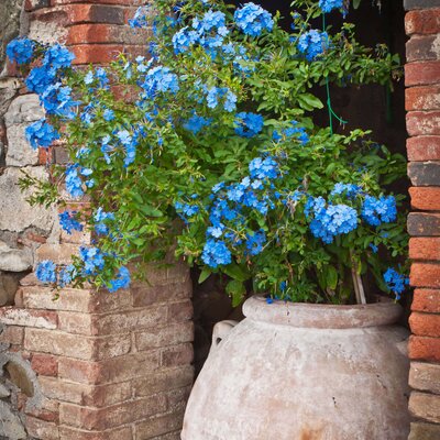 Plumbago auriculata
