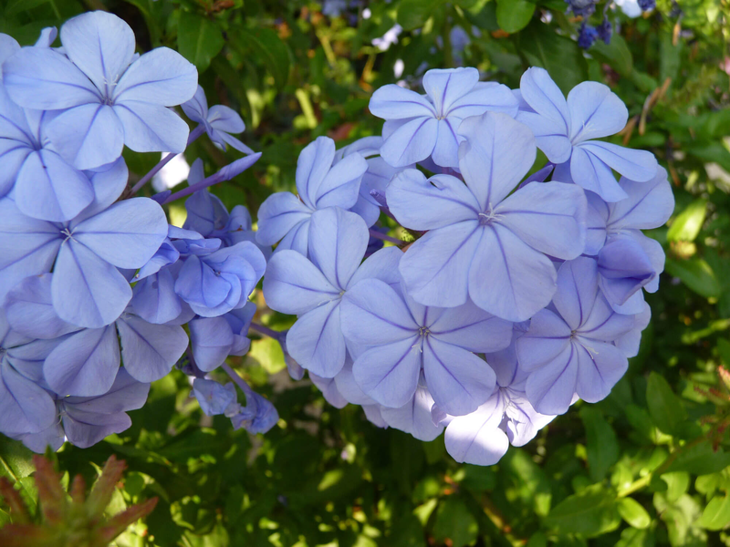 Plumbago auriculata