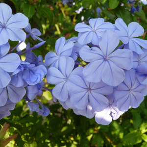 Plumbago auriculata