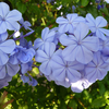 Plumbago auriculata