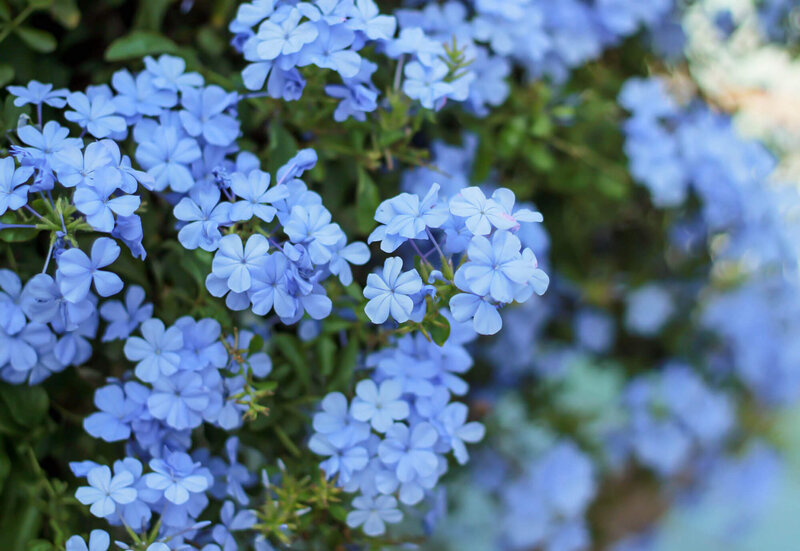Plumbago auriculata