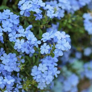 Plumbago auriculata