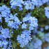 Plumbago auriculata