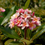 Plumeria