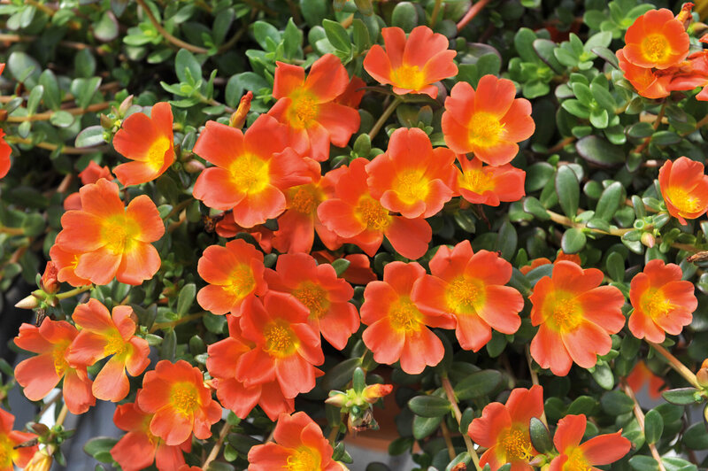 Portulaca grandiflora
