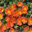 Portulaca grandiflora