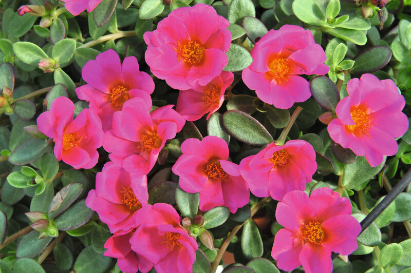 Portulaca grandiflora