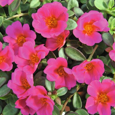 Portulaca grandiflora