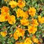 Portulaca grandiflora