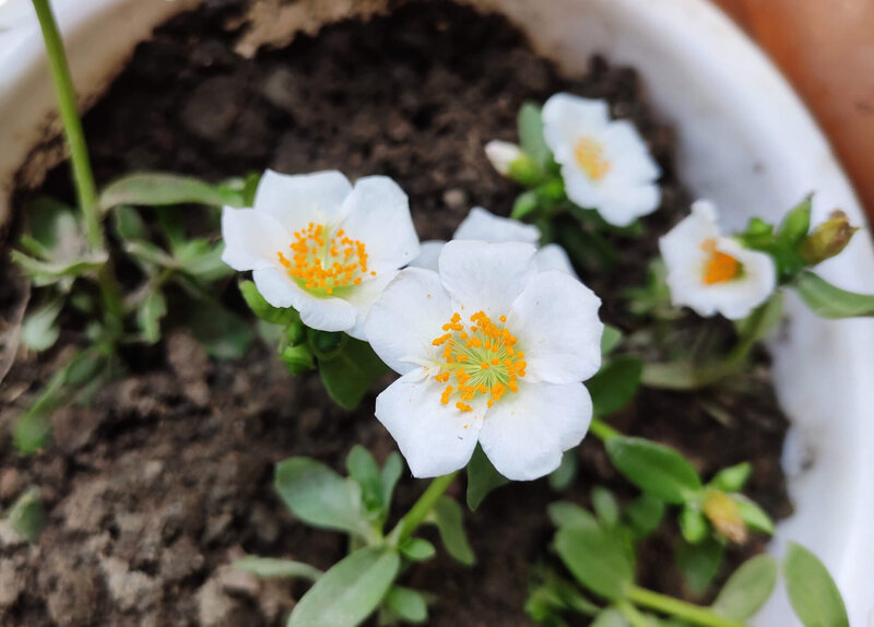 Portulaca grandiflora