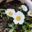 Portulaca grandiflora
