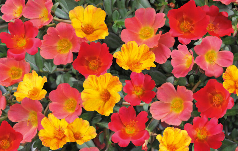 Portulaca grandiflora