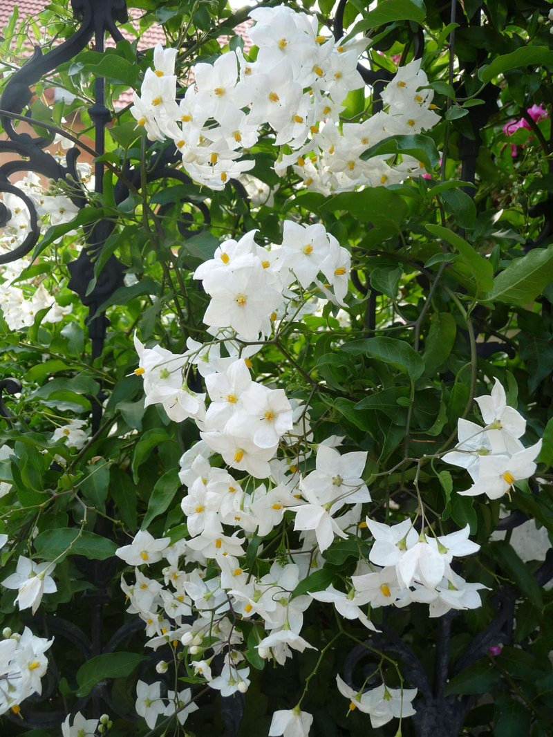 Solanum jasminoides