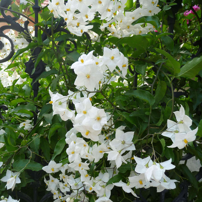 Solanum jasminoides