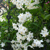 Solanum jasminoides