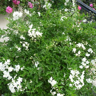 Solanum jasminoides