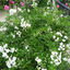 Solanum jasminoides