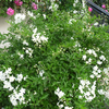 Solanum jasminoides