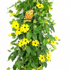 Thunbergia alata