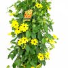 Thunbergia alata