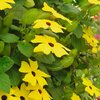 Thunbergia alata
