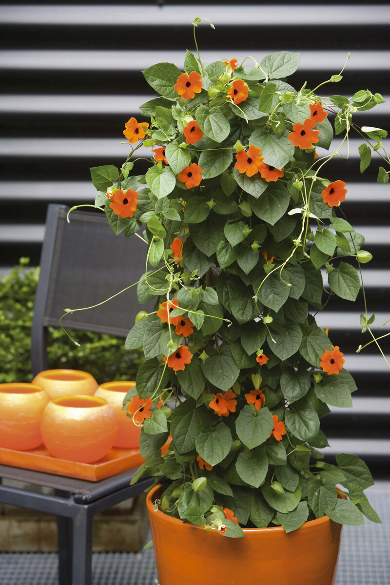 Thunbergia alata