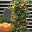 Thunbergia alata
