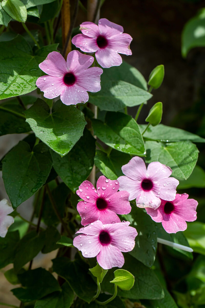 Thunbergia alata