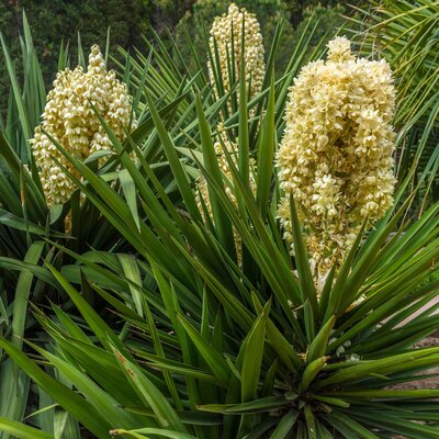 Yucca gloriosa