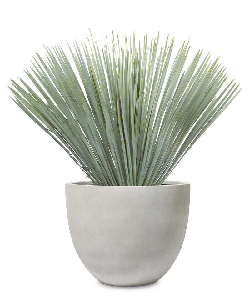 Yucca rostrata