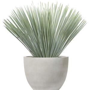 Yucca rostrata