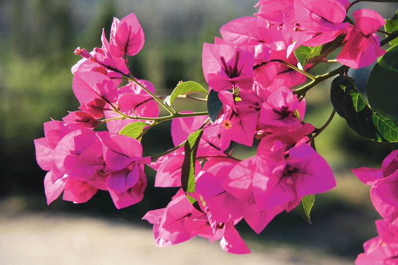 Bougainvillea sanderiana