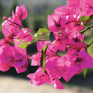 Bougainvillea sanderiana