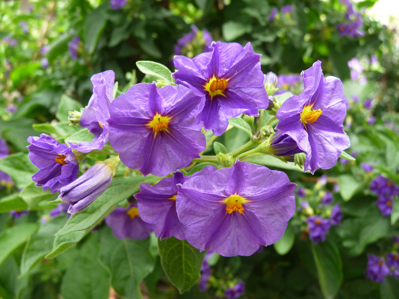 Solanum rantonetti