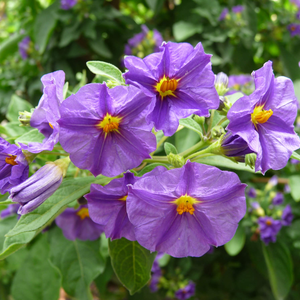 Solanum rantonetti