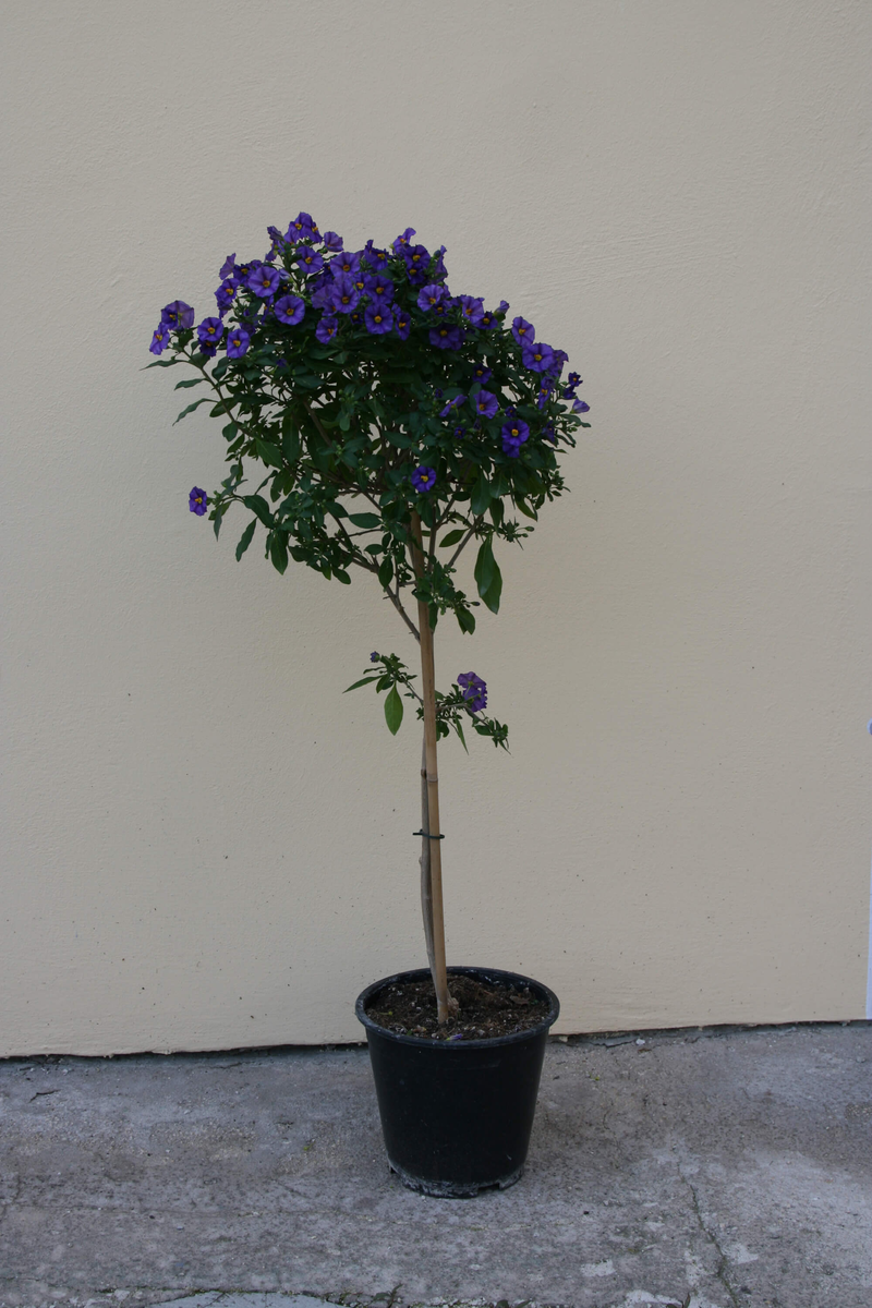Solanum rantonetti