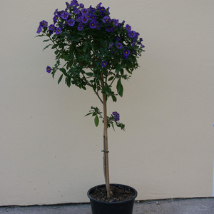 Solanum rantonetti