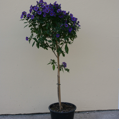 Solanum rantonetti