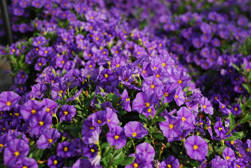 Solanum rantonetti