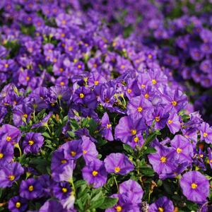 Solanum rantonetti