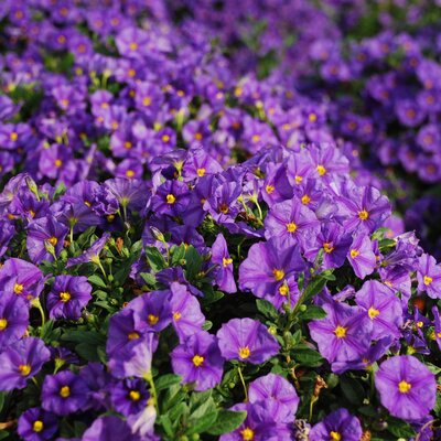 Solanum rantonetti