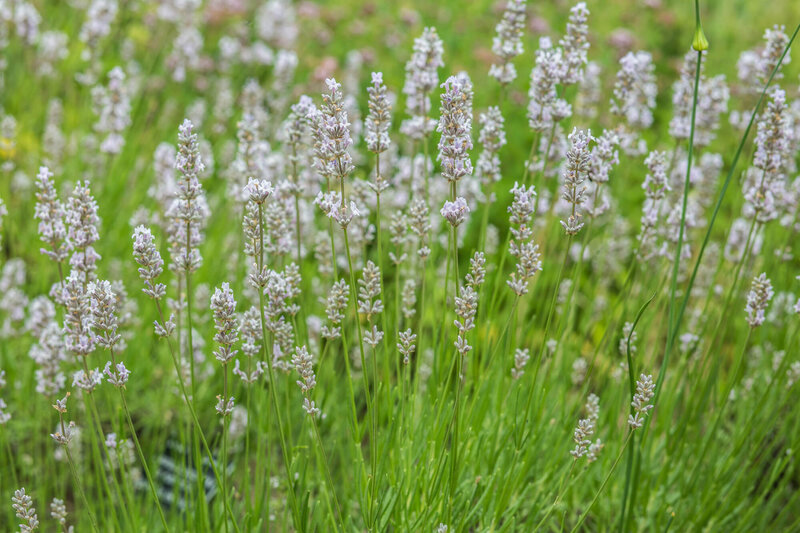 Lavandula angustifolia Hidcote White