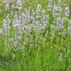 Lavandula angustifolia Hidcote White