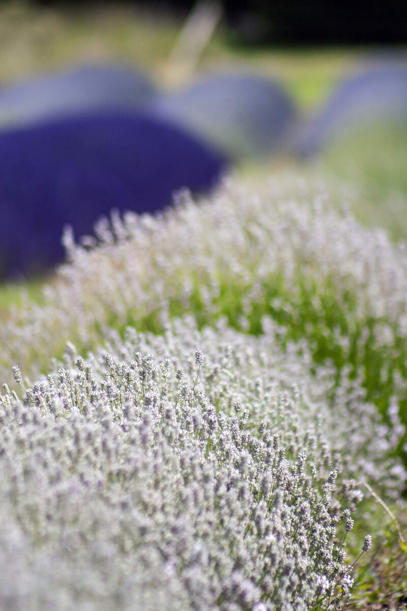 Lavandula angustifolia Hidcote White