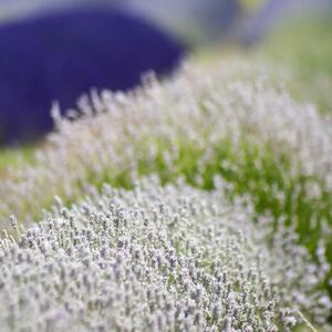 Lavandula angustifolia Hidcote White