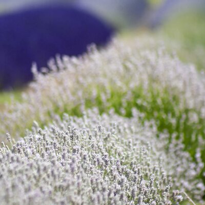 Lavandula angustifolia Hidcote White